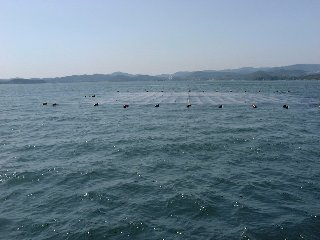 黒のり浮き流し漁場の写真